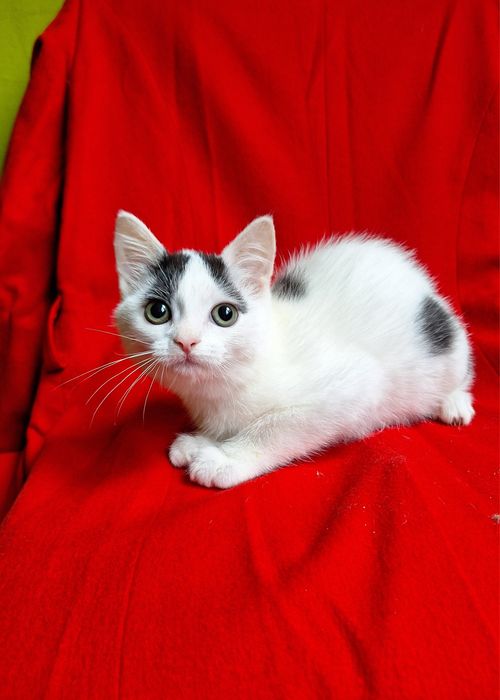 Маленькая плюшевая котёнок девочка ищет дом! Котята в хорошие руки!