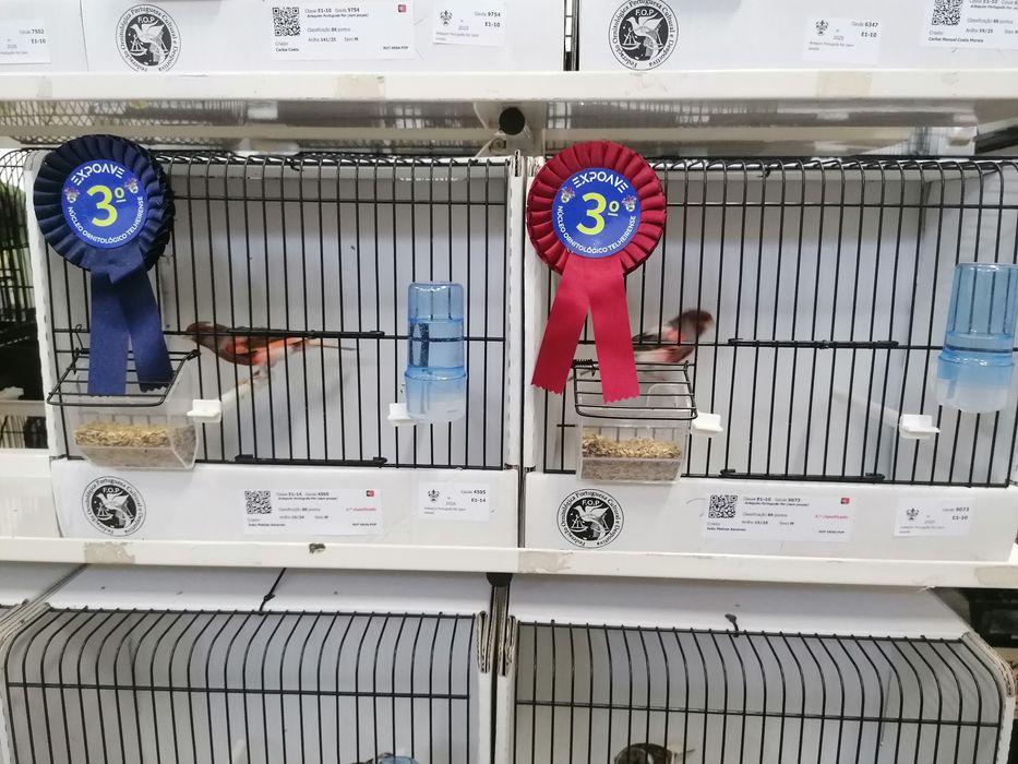 Canários alerquim português