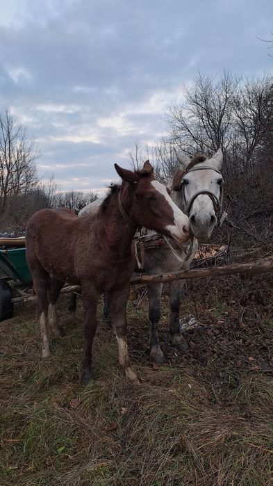 Продається лошиця...7 місяців...ціна договірна
