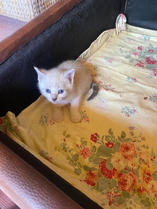 Gata para adoção