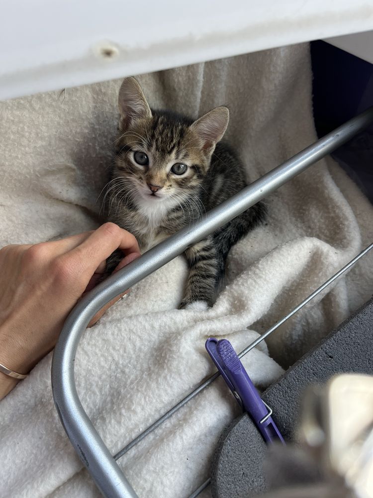 Отдам котят бесплатно