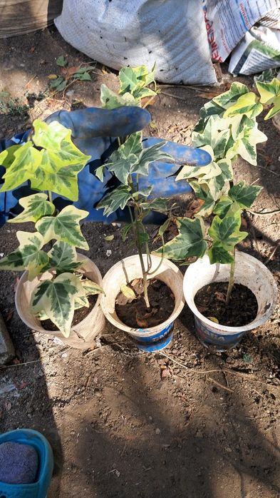 Гейхера, астра верисковидна