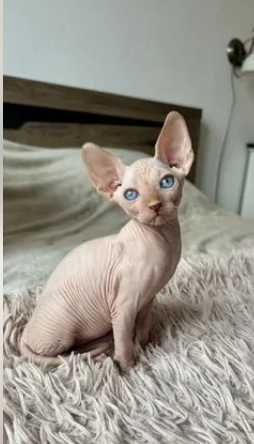 канадский сфинкс, мальчик