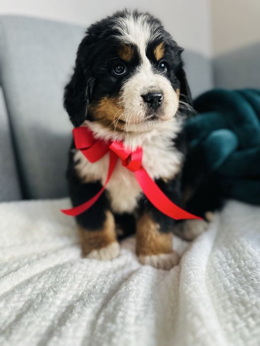 Berneński Pies Pasterski