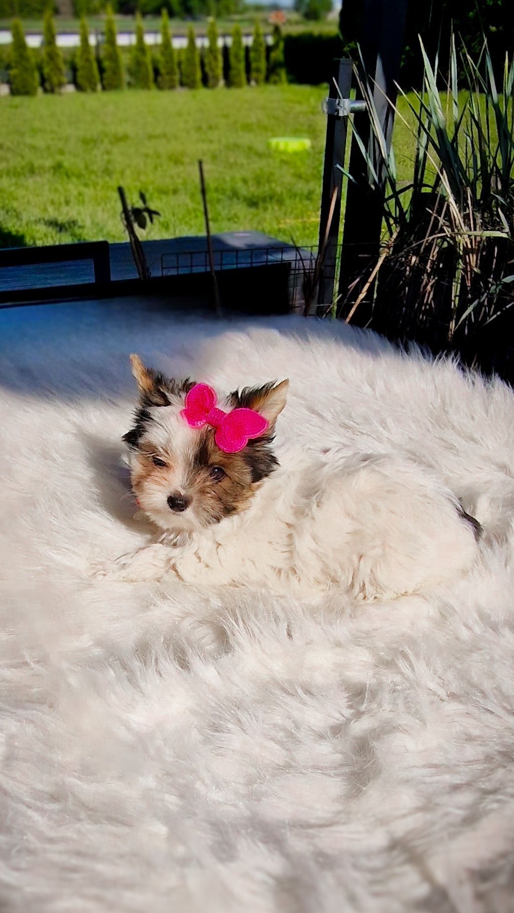 **MINI KSIĘŻNICZKA** Biewer Yorkshire Terrier Gotowa do odbioru!