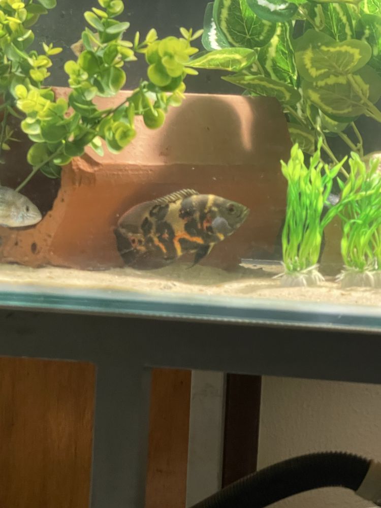 peixe  oscars troco  1 red tiger e 1 bronze 15cm