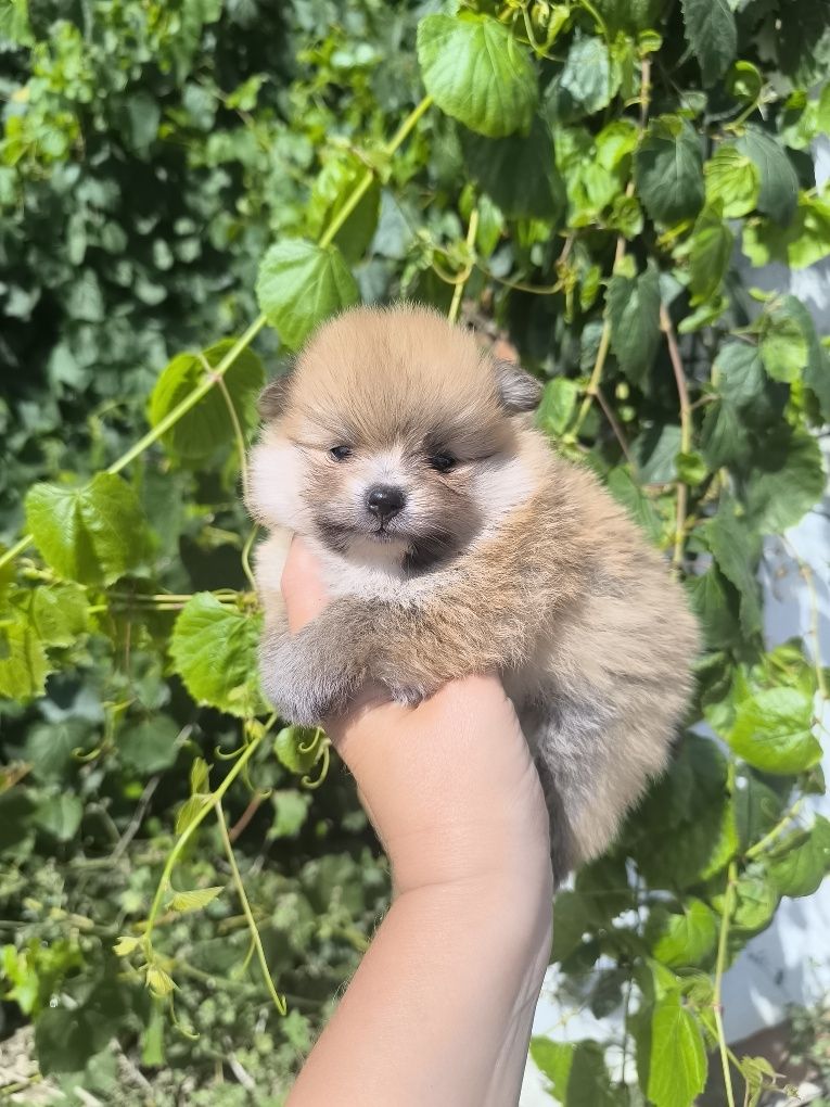 Spitz Anão.Lulu da Pomerânia .Lop Afixo. Tamanho Super mini