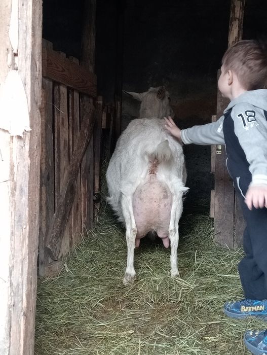 Козлик заано- нубиец,на племя