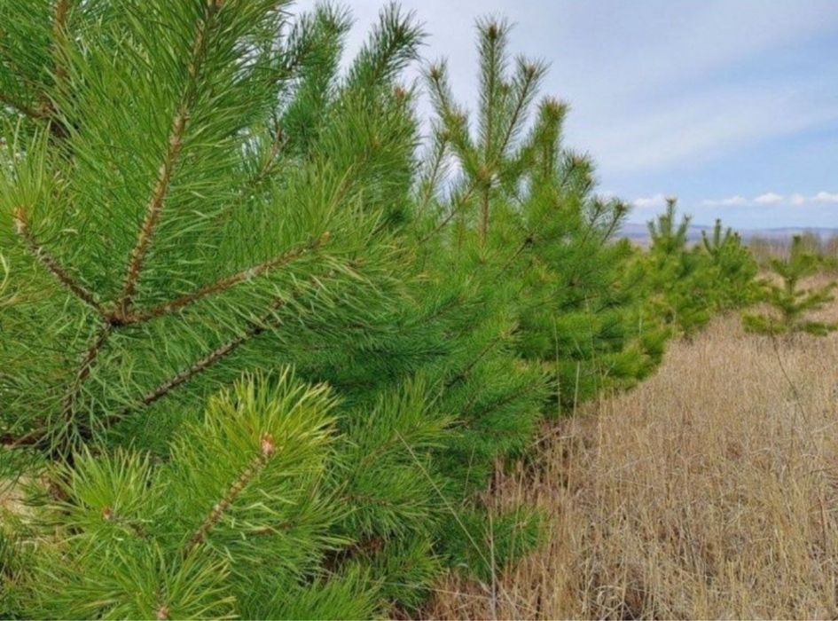 Новогодняя сосна / Одесса