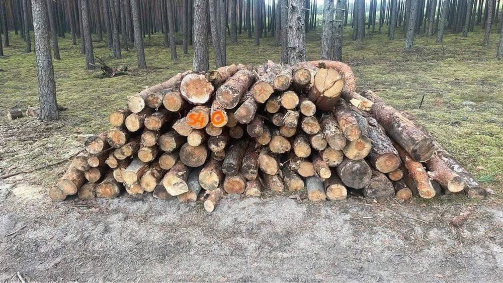 Opał Tanio lisciaste/ iglaste