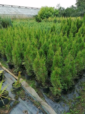 Tuja Szmaragd thuja smaragd