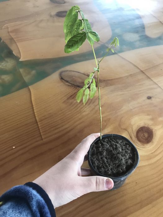 Гліцинія блідо-фіолетова