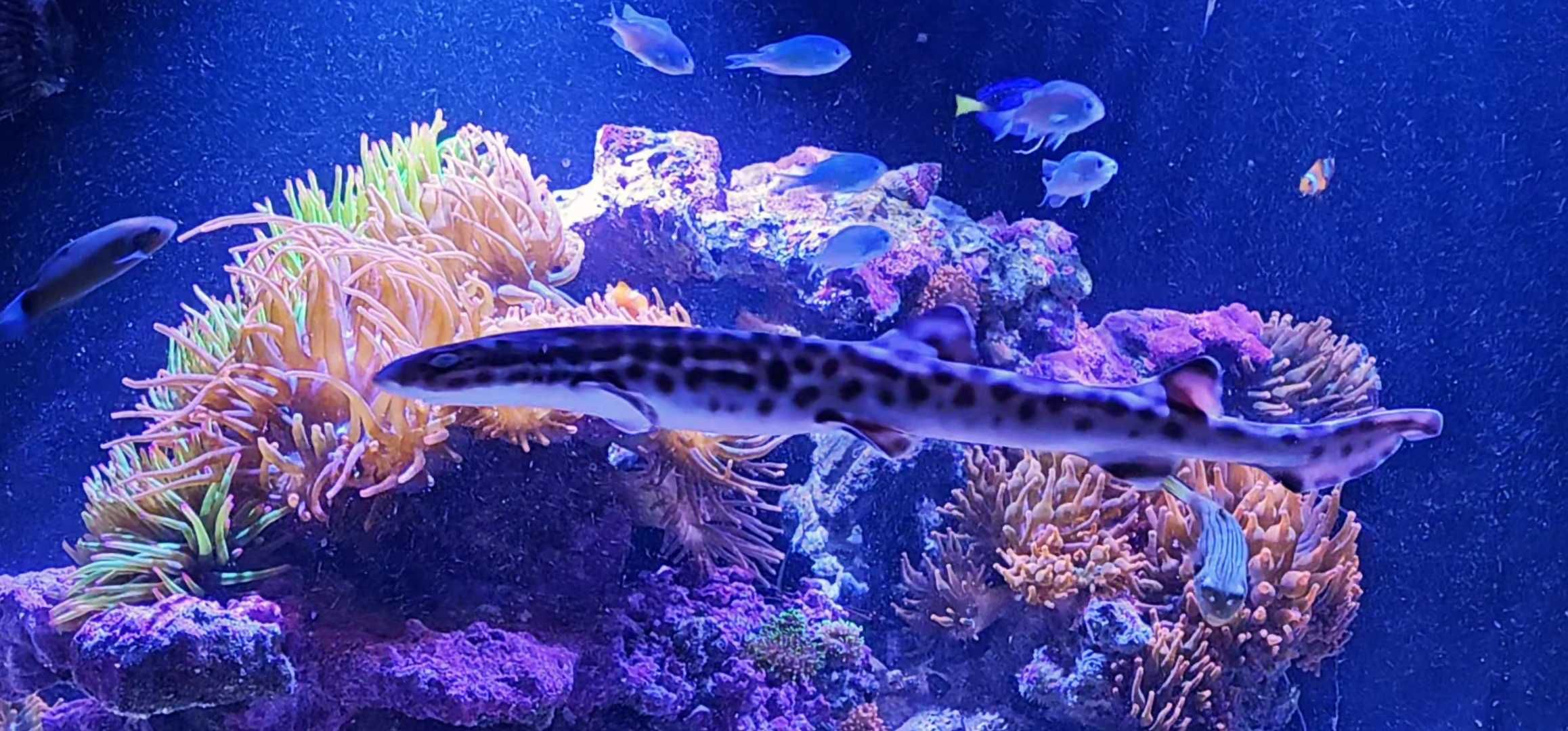 Akwarium Morskie Rekin Marmurkowy,Arabski.