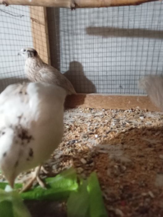 Sprzedam przepiórki