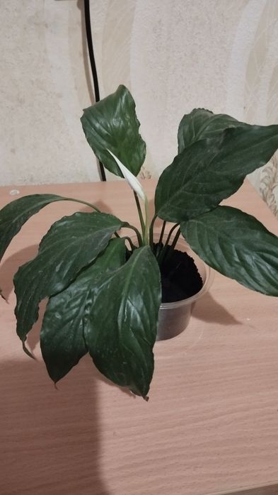 Продам спатіфілум