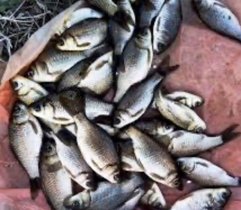 Продам живу рибу короп Товстолоб