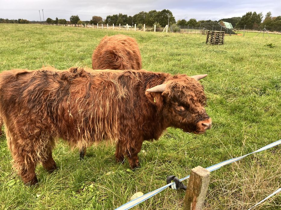 Byk szkocki Highiand Cattle