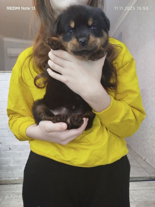 Щенок ротвейлера девочкп