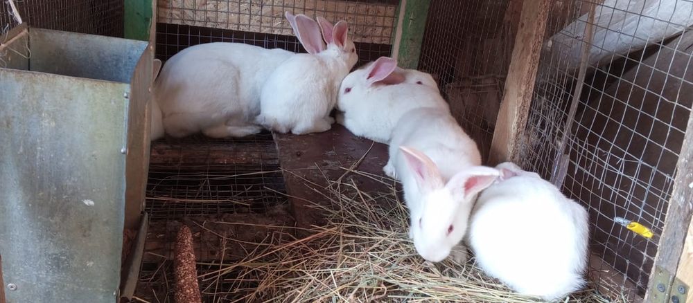 Кролі кролики термонці