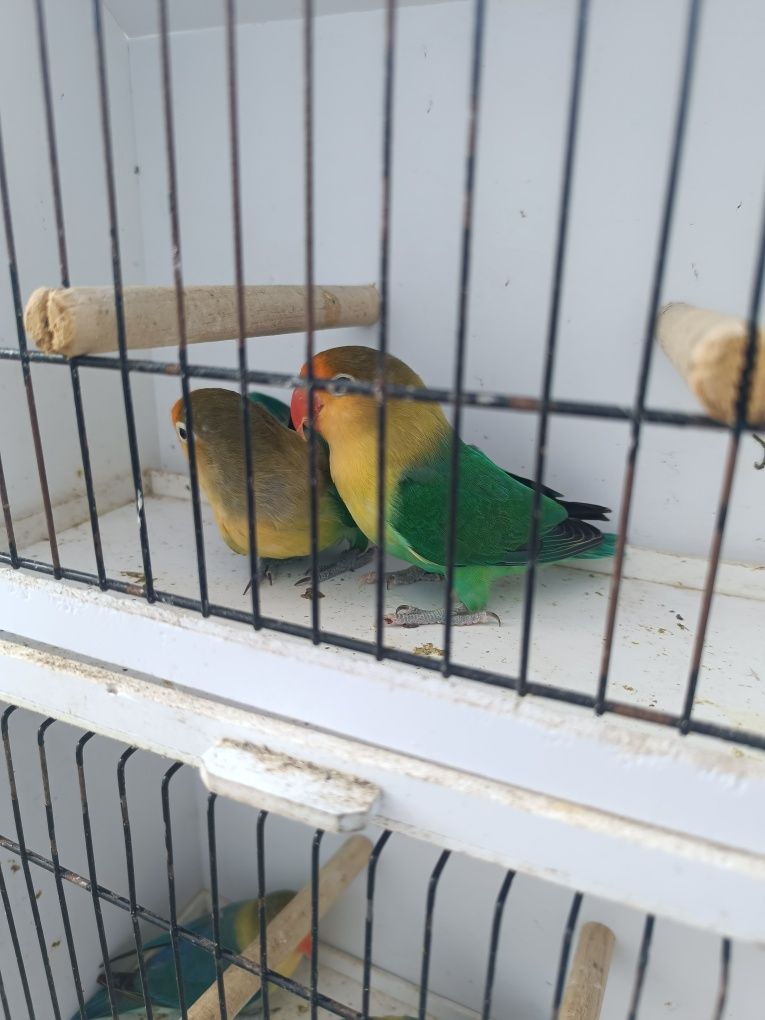 Agapornis Fischeris turquesas