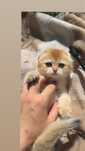Шотландці чист шотландські котики шиншила золота котики
