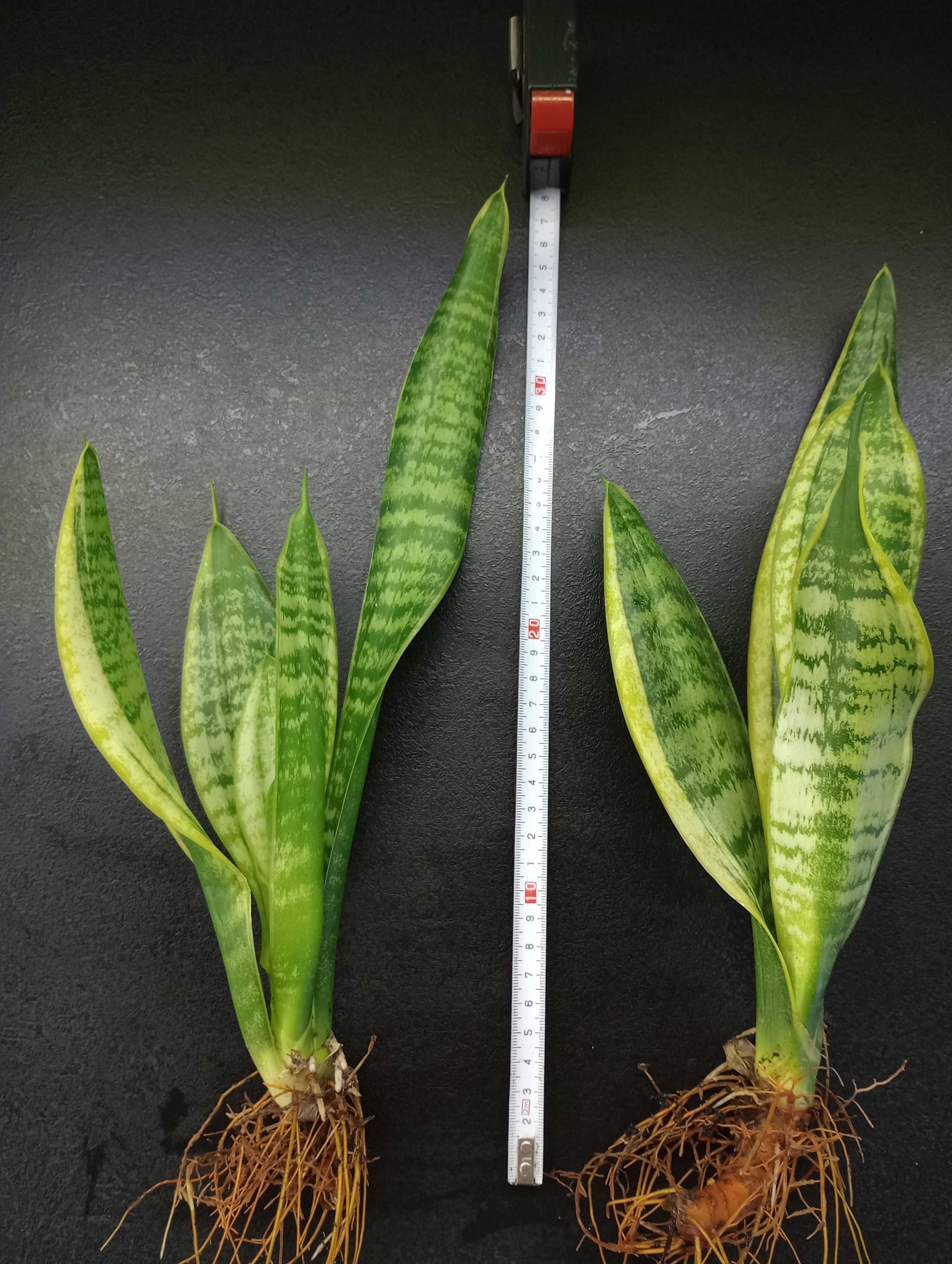 Sansewieria wężownica sprzedam/wymienię