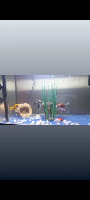 Aquario com peixes de agua fria