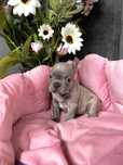 Buldog francuski lilac fawn gotowy do odbioru -piesek