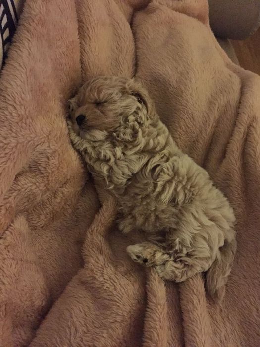 Мрійливі Мальтіпу: малюки, проглистовані та вакциновані, готові стати