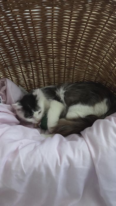 Kotka Calineczka do adopcji