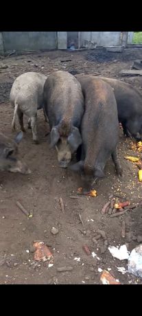 Свиноматки Мангали на племя Дикі свині