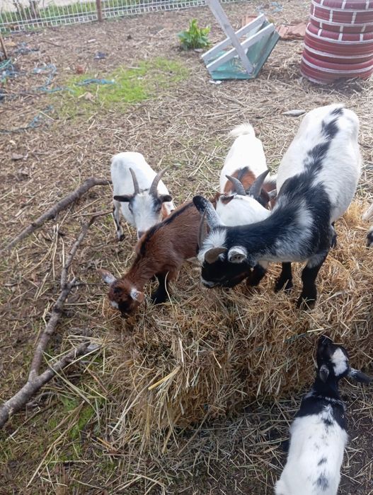 Cabritos anoes fêmeas