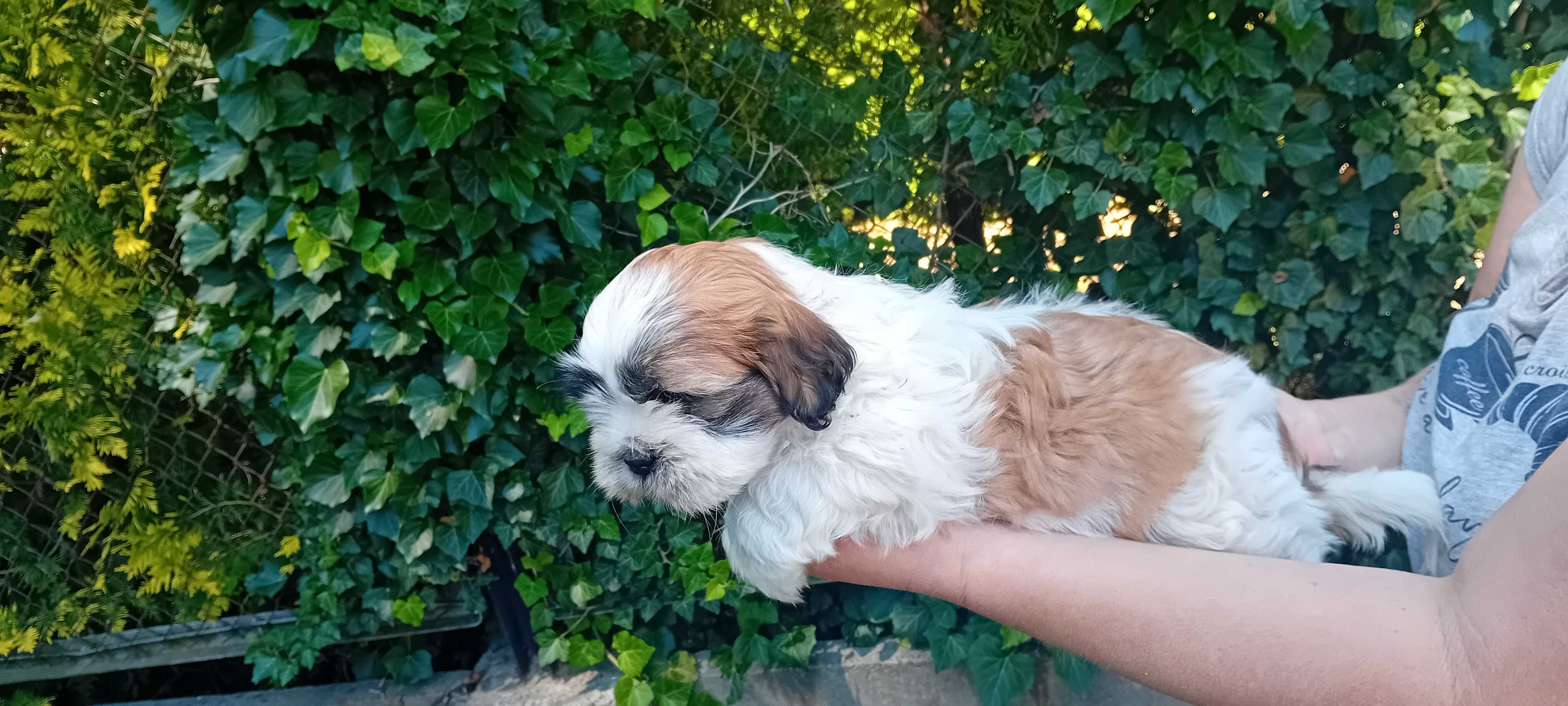 Szczeniak Shih-tzu