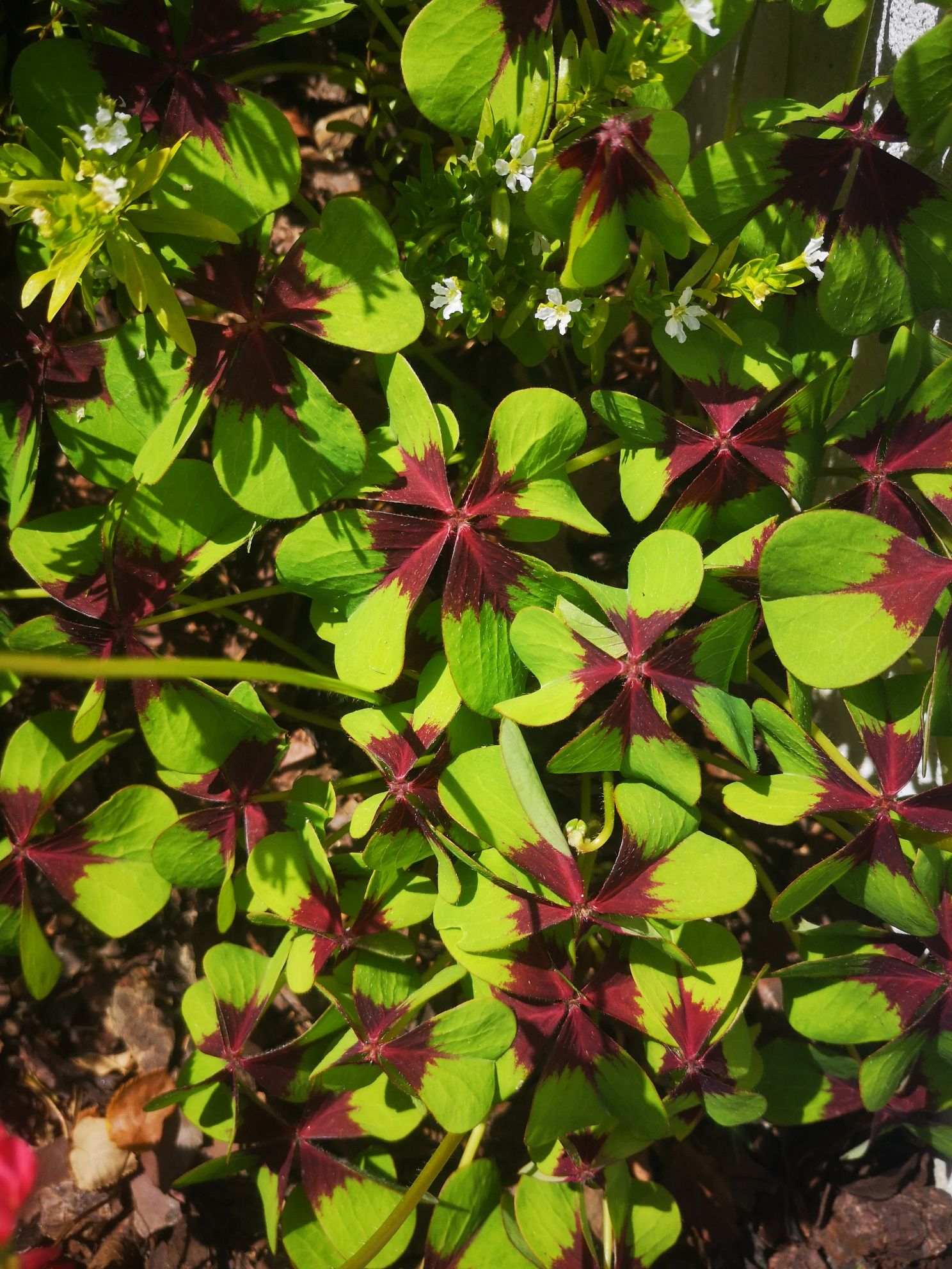 Plantas  trevos de 4 folhas