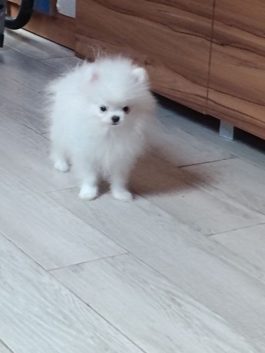 Pomeranian z paszportem, biały piesek