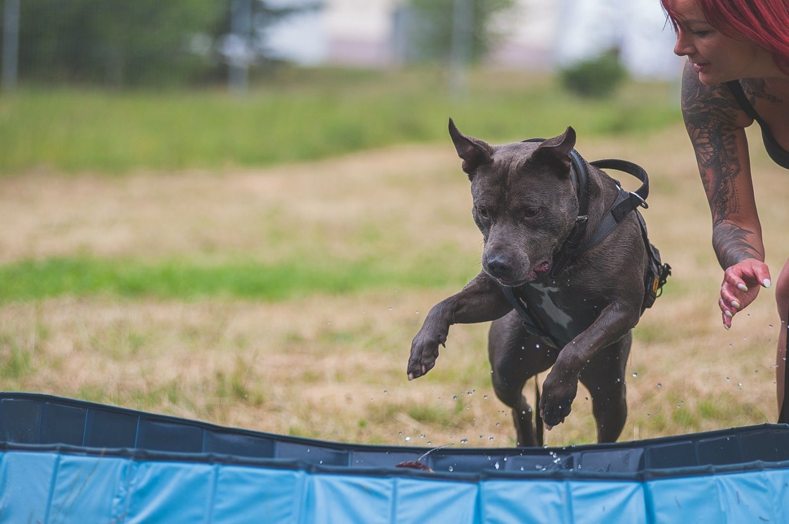 Uzi - piękny  amstaff szuka domu