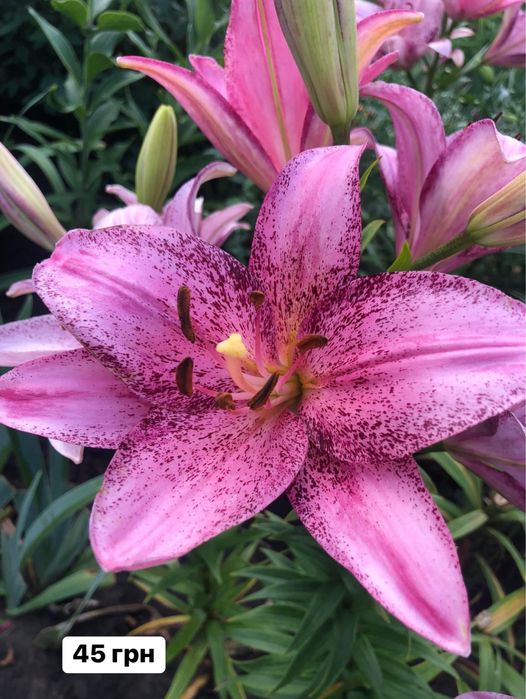 Ліліі садові різнокольорові