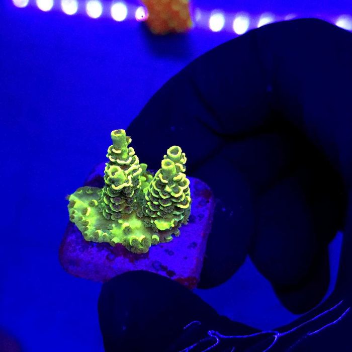 Acropora Yellow frag