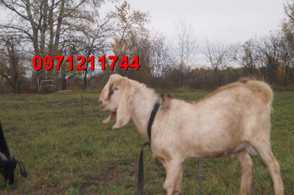 Козеня нубокоморі, дівчинка