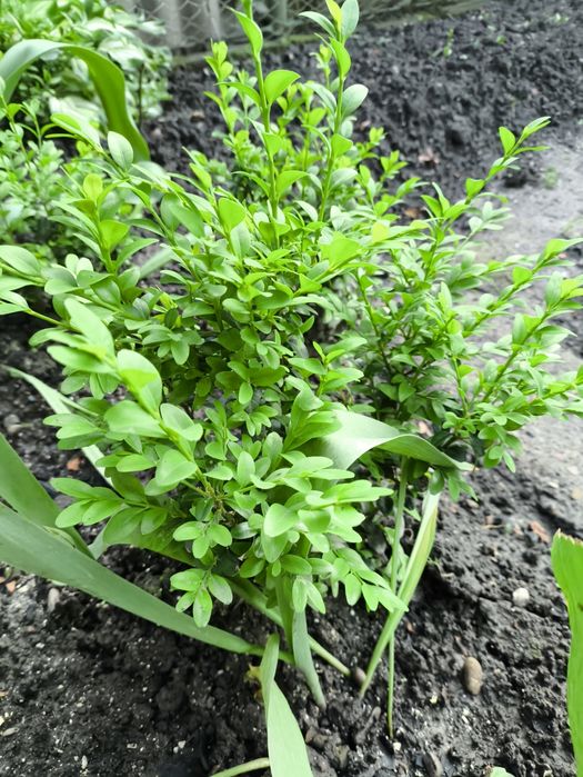 Самшит,      бушпан