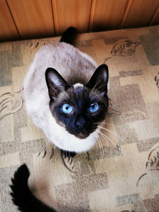 Kocurek tajski syjamski starego typu seal point Bambik