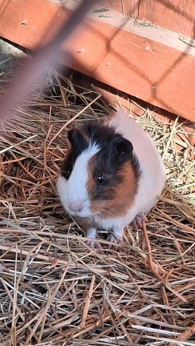 Świnka morska Kawia domowa