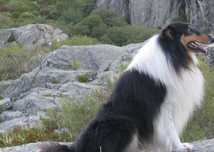Rough collie de Exposicao