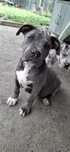 American staffordshire terrier amstaff
Pragni