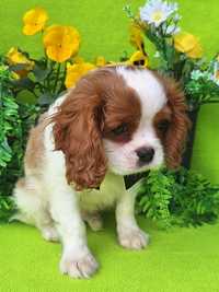 Cavalier King Charles spaniel chłopiec z rodowodem