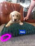 Golden retriever - suczka