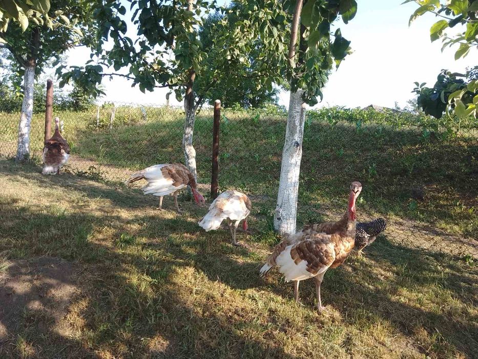 індики  червоний бурбон.яйця