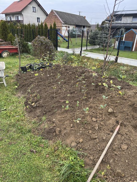 Sadzonki, rossada dębu