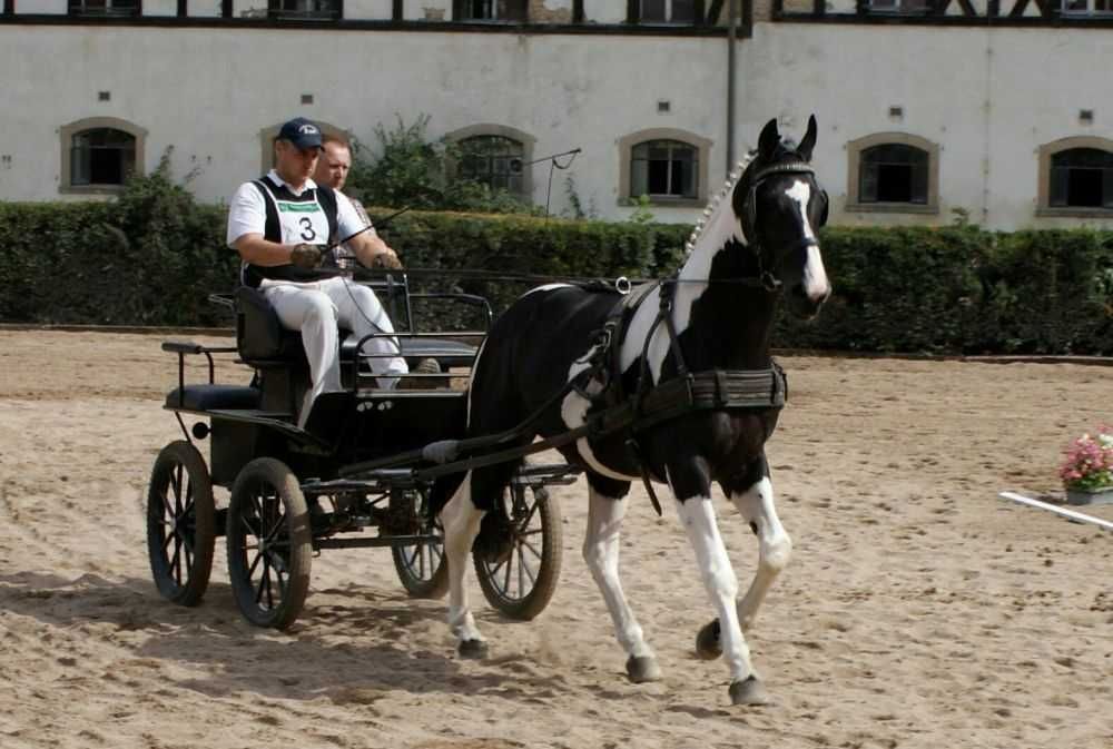 Dolar SP karosrokaty homozygota Tobiano