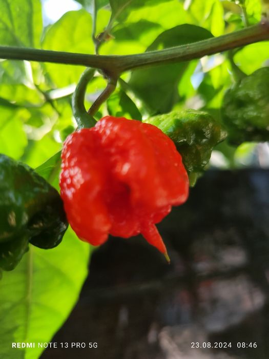 Набір насіння надгострого перцю  Carolina Reaper 50 шт